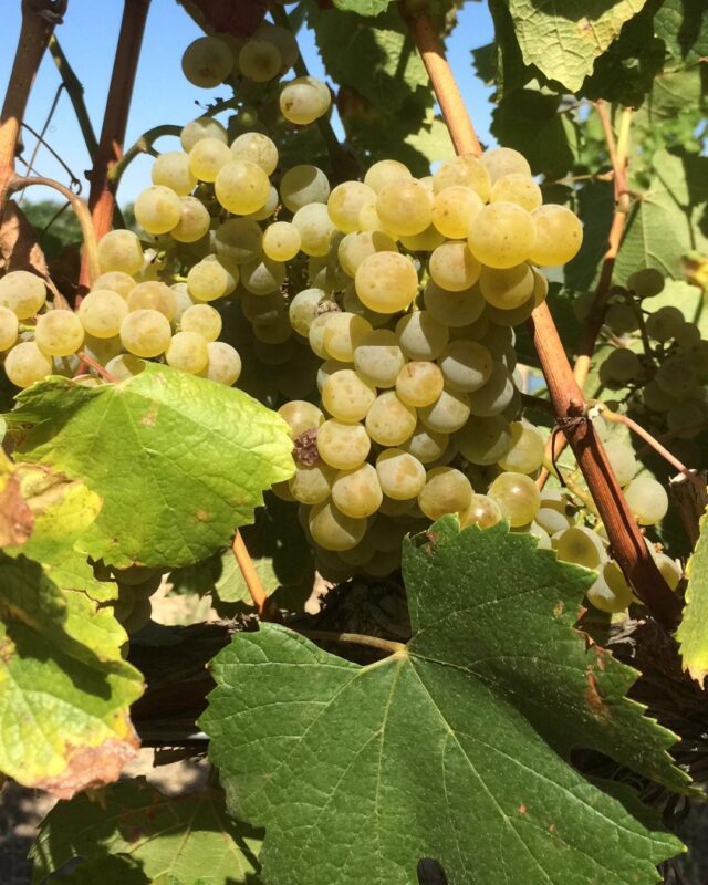 2015 - By the third year, we have added a couple more varieties to the fold: Roussanne, Cabernet Franc, and Carmenere.
